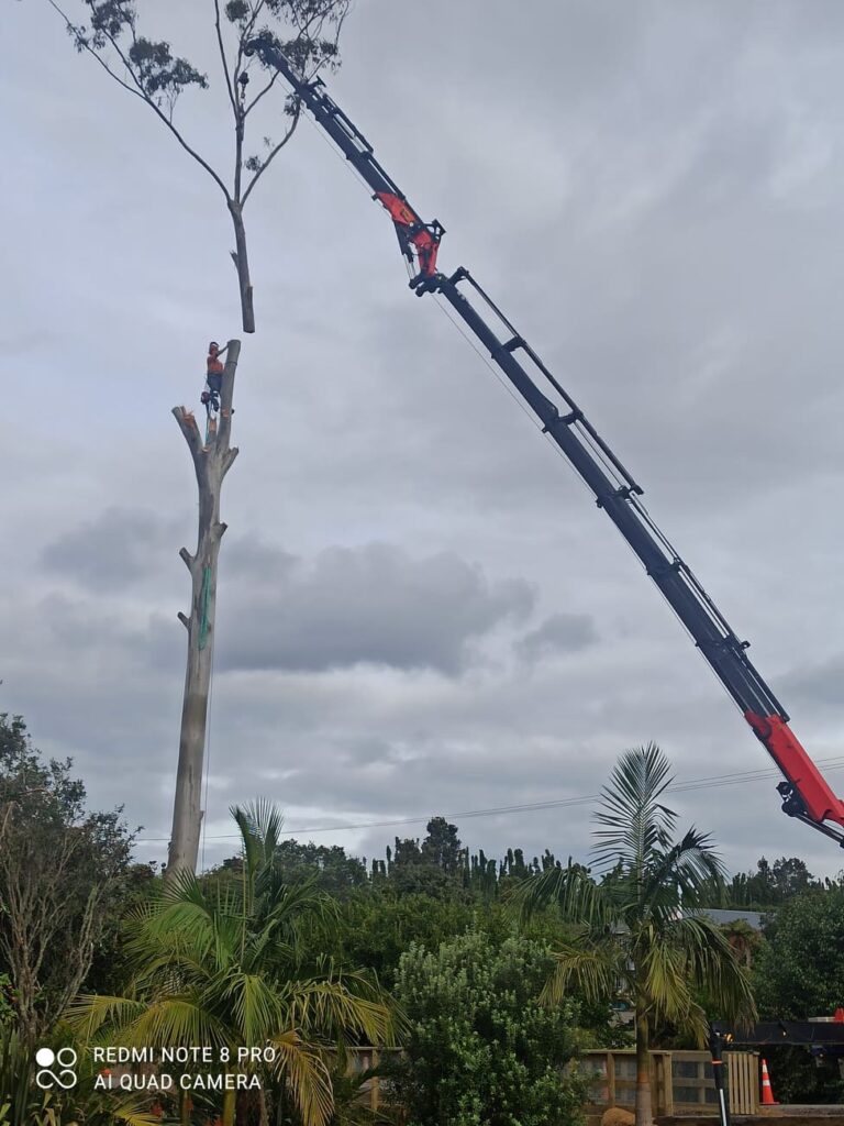 Crane-assisted removal of a large gum tree