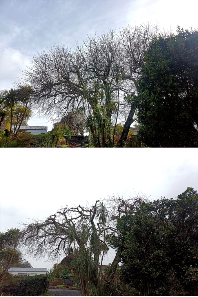 A mature tree before and after crown reduction pruning