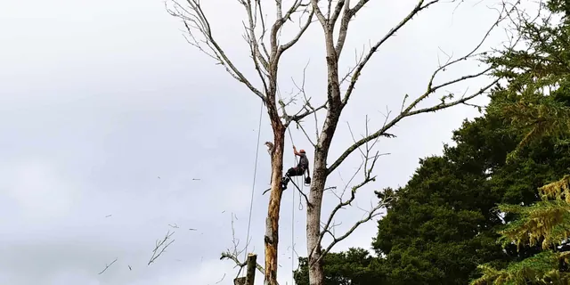An arborist working from ropes while dismantling a tree