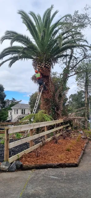 Phoenix palm pruning in Haruru