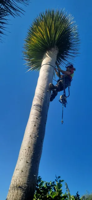 Dragon tree removal in progress