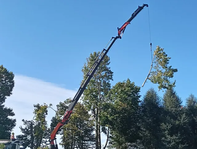 Tulip Tree Crane Removal
