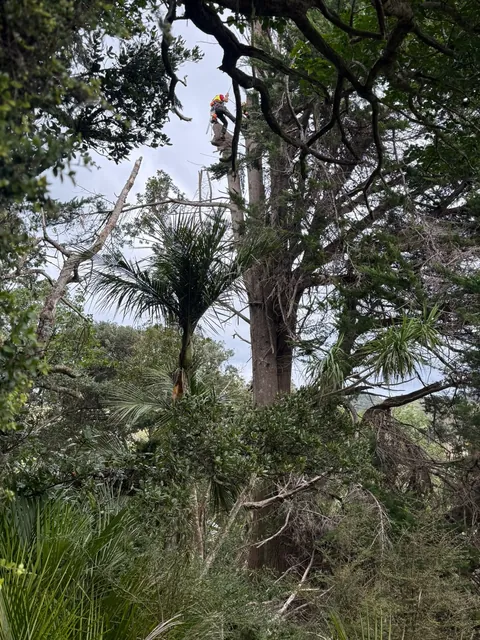 Large macrocarpa dismantle