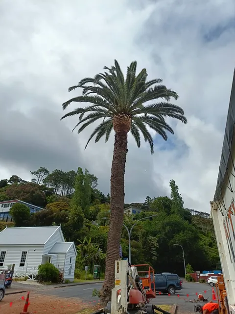 Phoenix palm pruning in Whangaroa