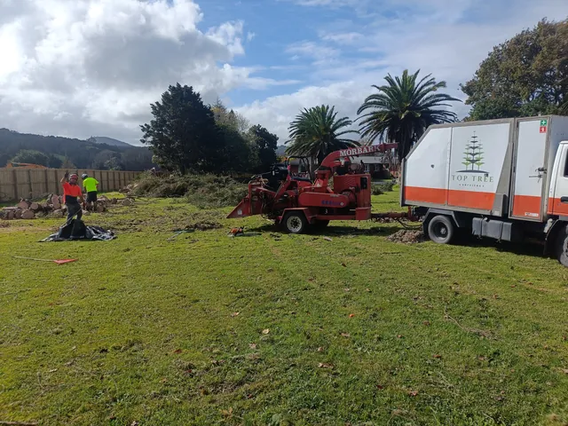 Large tree removal and clean-up in Kaikohe