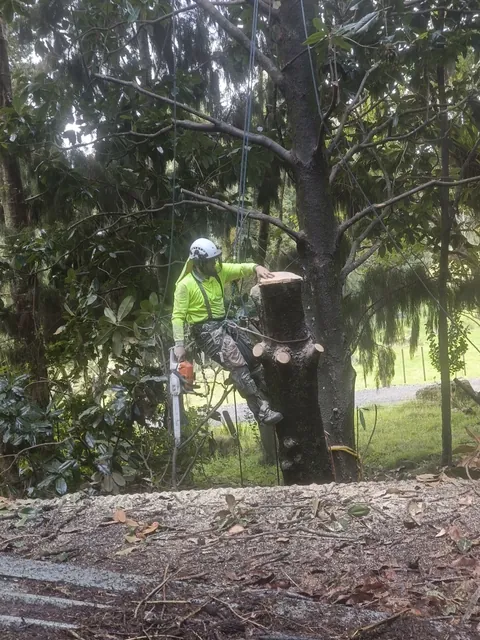 Magnolia dismantle over a shed